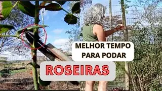 QUANDO e COMO PODAR ROSEIRAS - o tempo e a forma de podar.