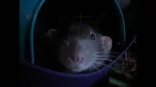 Rat chittering (meme)