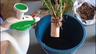 COMO PLANTAR DENPHAL NO TOQUINHO E NA BRITA