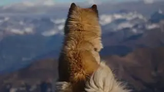 Eurasier - Eignet sich diese junge Hunderasse als Familienhund? Und auch als Anf&auml;ngerhund?