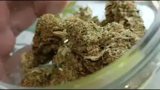 Ak 47 Marijuana Strain at DrGreenBangkok #drgreenbkk #ak47  #ak47weed #marijuana #weed #cannabis