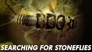 Searching for Stoneflies | Great Lakes Now