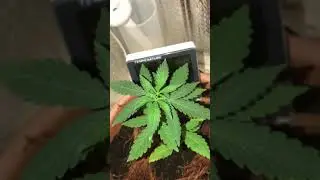 Guys help! Why my plant turn to yellow (Cannabis)