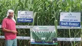 New Product Advanta Dairy Delight 