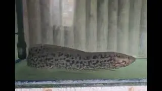 Monster fish's ...AsiaticHeart shape kissing gouramiFire eelAlbino mud eel..lungfish
