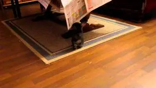 Minimuff vs Zeitung
