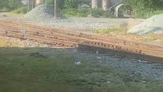 A Couple of Mourning Doves Waiting on a Train