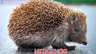 KIDS Learn FOREST ANIMALS- with ANIMAL Sounds-educational