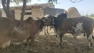 |&zwnj;&zwnj;how select best Gir breeding bull|नदी कैसे पसंद करें|શ્રેષ્ઠ ગીર બ્રીડિંગ બુલ કેવી રીતે પસંદ કરો|