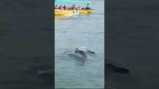 Dolphin at Miramar beach (Arabian sea)