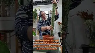 Philodendron Jose Buono 