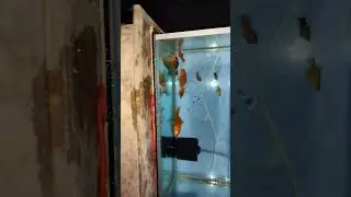New aquarium #aquariumfish #bd