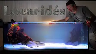 Je démarre un nouvel aquarium de 375 Litres (🌿Floraquatic🐠)