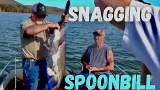 Snagging Spoonbill on Lake of the Ozarks