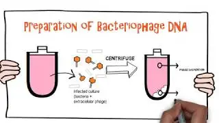 Tutorial on Purification of DNA from  Lambda Bacteriophage for Gene Cloning Experiments