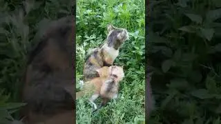 котёнки любить гулят #littlecats #cat #кошка