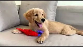 Cutest Golden Retriever Molly Reacts To New Toy