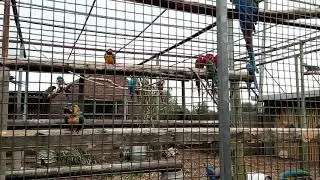 Give me a peanut, say the parrots :) - Lincolnshire Wildlife Park