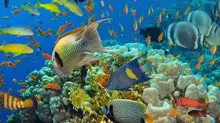 The Evolution and Biodiversity of Fishes