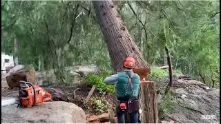 Cutting down rotten cedar tree, hinge  wood explain