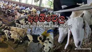 අඹේවෙල කිරි දොවන හැටි 🥛🐄 | ස්ටෝබෙරි කන්න හොදම තැන🍓😍 #travel #ambewela 