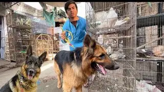 Samad Ko German Shepherd Pasand Agea Lakin 💔
