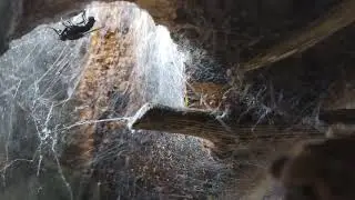 Attaque araign&eacute;e 🕷 t&eacute;g&eacute;naire contre une mouche &agrave; damier