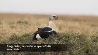 King Eider