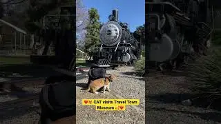 😻❤️ CAT Travels to Travel Town Museum in Los Angeles 🥰 #maxtheplayfulcat #cat #gingercat #cutecat