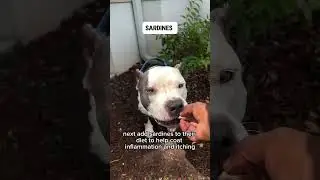 Что дать собаке от аллергии #xlbully #pitbull #bullybreed #pitbulldog