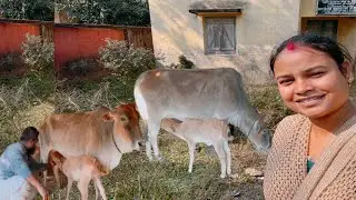 গরুর দুধ দোয়াতে গিয়ে প্রথম দিনই নাকানি চোবানি খেতে হোলো #cow #dailyvlog #pujabapigallary 