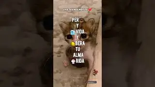 Like si Entendiste ❤️ | LIBERA🍵!