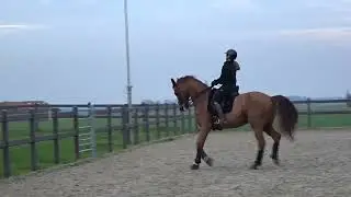 trot