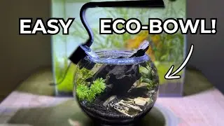 Creating a Beginner Friendly Eco-Bowl