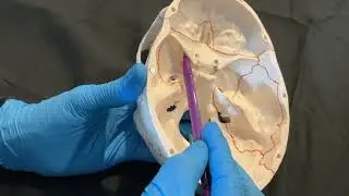 Structures passing through the human skull foramina
