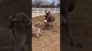 Donkey mom says let's run wild #donkey #farmanimals #adorable