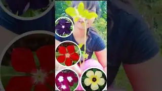 গাছ চুরি করতে গিয়ে মালিকের কাছে খেলাম মার 😭 ..#minivlog#shorts#gardening