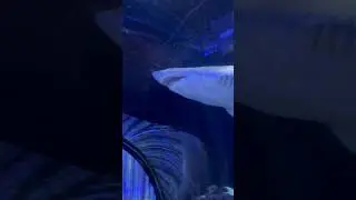 Акулы окружают меня и мою собаку #мотивациясудьба