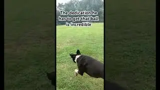 Brewster the Boxer #dog #funny #boxer #fyp