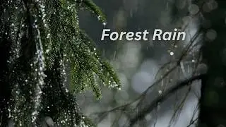 Nature's Lullaby: 10 Hours of Forest Rain for Deep Sleep (No Thunder)