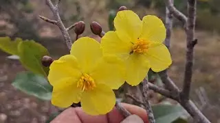 Mai rừng búp đỏ bình thuận Ngày 5_1 Mời ae vào sưu tầm chốt ah ....