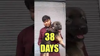 Kaadai ₹20 ah?! 😳 Chennai Pets Market la Vera Level Offer 🔥🐤