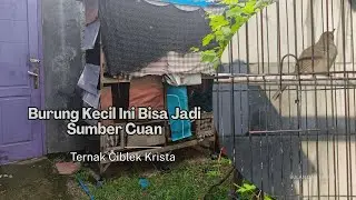 Peluang Usaha Ternak Ciblek Kristal | Cocok untuk Pemula