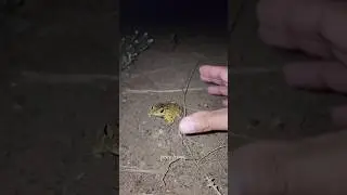 #animals #comedy #nature #funny #frog 🐸