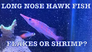 Do Long Nose Hawkfish Eat Flakes or Shrimp? | Salt Water Aquarium