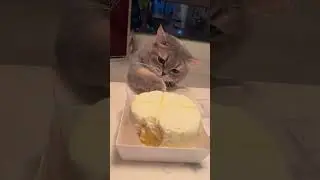My Cat Eats Cake With Me Using His Paw 🍰🐾 | Cutest Moment Ever!