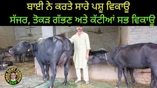 ਸੱਜਰ, ਤੋਕੜ ਗੱਭਣ ਮੱਝਾਂ ਅਤੇ ਕੱਟੀਆਂ, ਝੋਟੀਆਂ ਸਾਰੇ ਪਸ਼ੂ ਵਿਕਾਊ, All Animals for sale