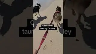 Dog races at the beach #dog #dogshorts #dogvideos #funnydogs #husky