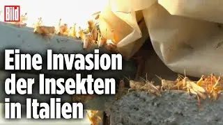 Millionen Insekten: Heuschreckenplage auf Sardinien