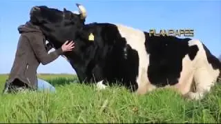 Awesome Human & Cow Bonding Amazing Intelligent Animal Farming